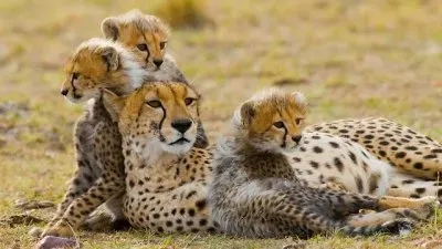 ×©×œ×™ jigsaw puzzle