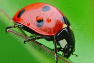 dijamunu jigsaw puzzle