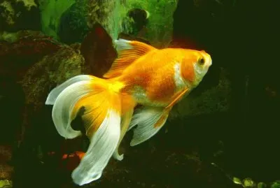 ××•×¡×£ ×©×œ×™