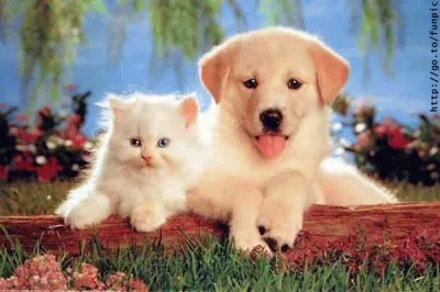 ××•×¡×£ ×©×œ×™ jigsaw puzzle