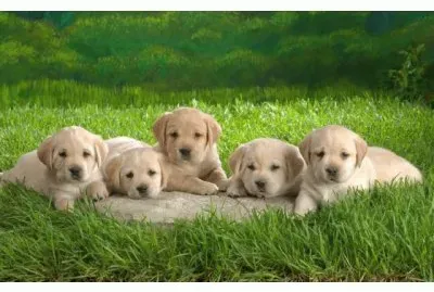 ××•×¡×£ ×©×œ×™ jigsaw puzzle