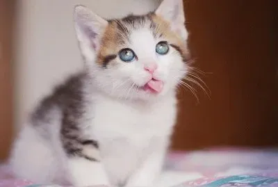 ××•×¡×£ ×©×œ×™ jigsaw puzzle