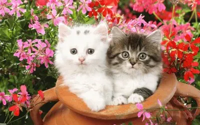 פאזל של ××•×¡×£ ×©×œ×™