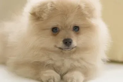 ××•×¡×£ ×©×œ×™ jigsaw puzzle