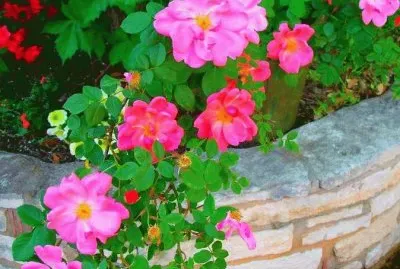 flor