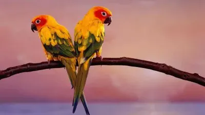 ××•×¡×£ jigsaw puzzle