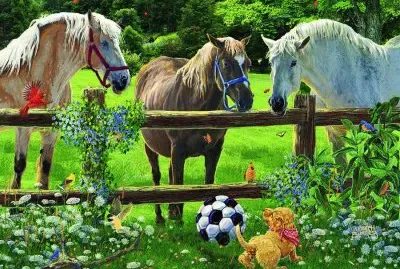 cavalos