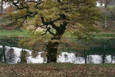 tree by the river