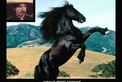 CABALLO PRIETO AZABACHE jigsaw puzzle