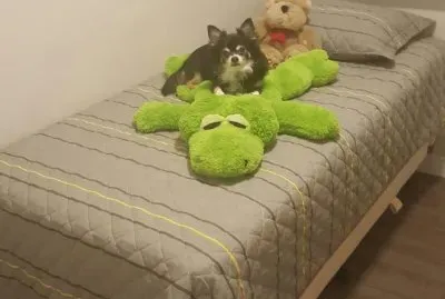 Nick e seus brinquedos