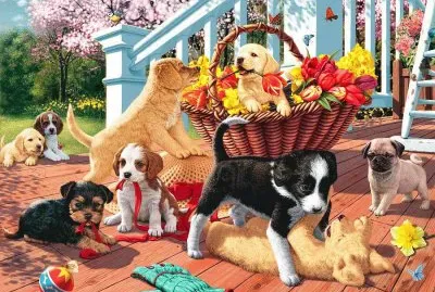 cachorrinhos