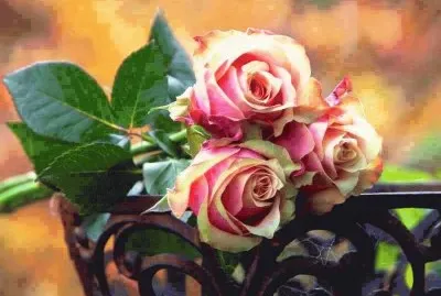 rosas