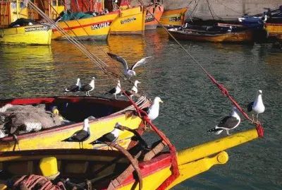 פאזל של gaviotas