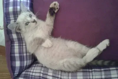 GATINHO jigsaw puzzle