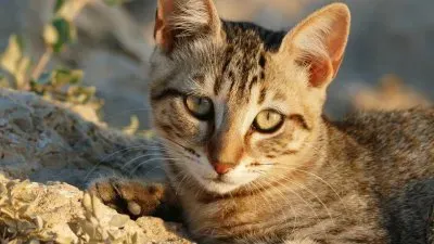 ××•×¡×£ ×—×“×© jigsaw puzzle