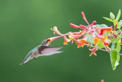 ××•×¡×£ ×—×“×©