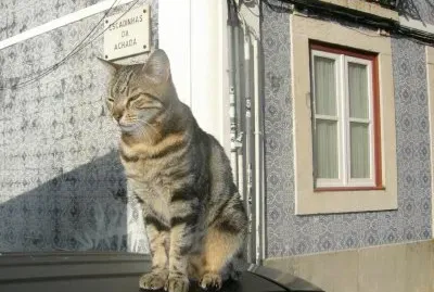 ××•×¡×£ ×—×“×© jigsaw puzzle