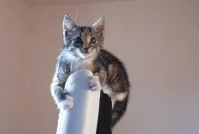 ××•×¡×£ ×—×“×© jigsaw puzzle