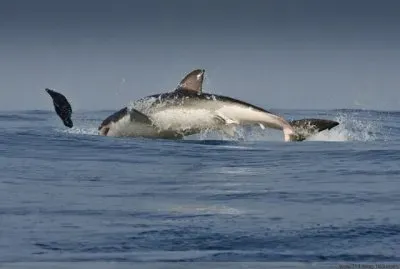 ××•×¡×£ ×—×“×©