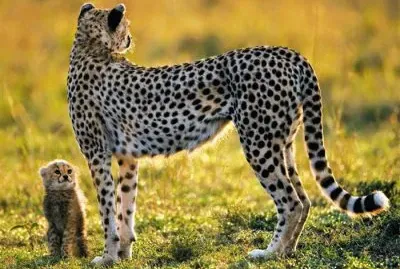 ××•×¡×£ ×—×“×© jigsaw puzzle