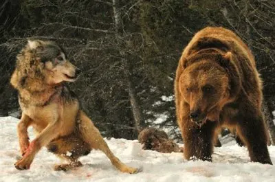 ××•×¡×£ ×—×“×© jigsaw puzzle