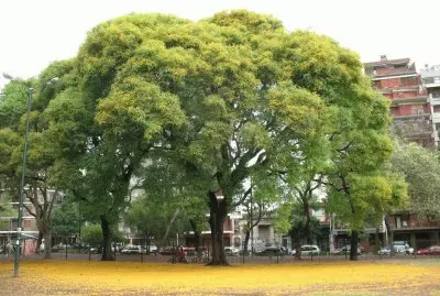 tipa  (tipuana tipu)