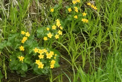 Blumenwiese im SÃ¼dtirol jigsaw puzzle
