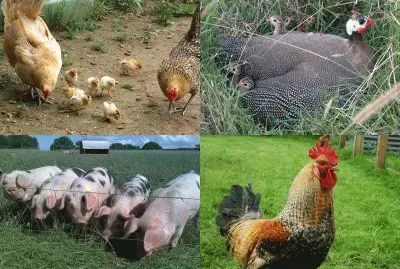 Aves domésticas e porcos