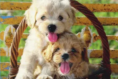 Gossets jigsaw puzzle