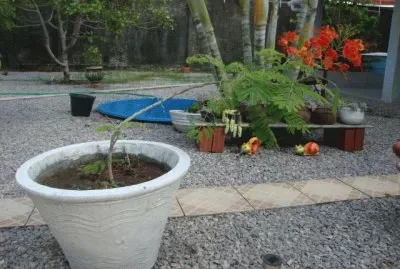 Plantas