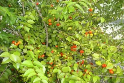 Pitanga jigsaw puzzle