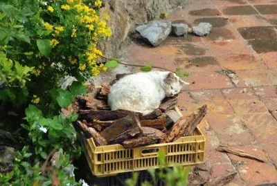 siesta