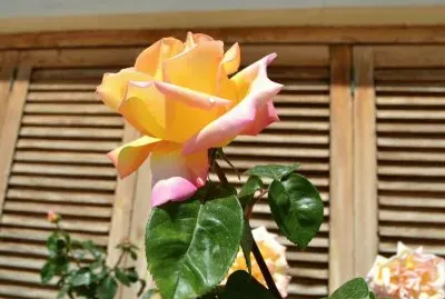 rosal