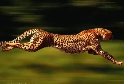 ××•×¡×£ jigsaw puzzle