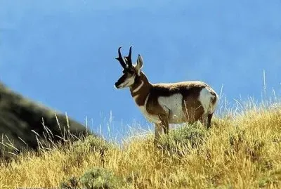 ××•×¡×£ jigsaw puzzle