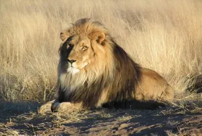 ××•×¡×£ jigsaw puzzle