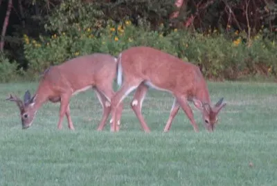 Is the grass greener over your way?