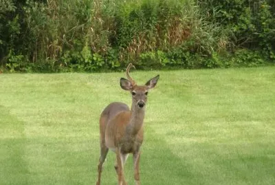 Not a unicorn, but a uni-buck!