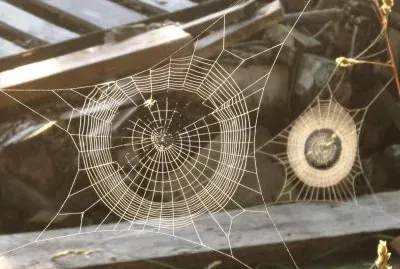 Spider webs in the woodpile