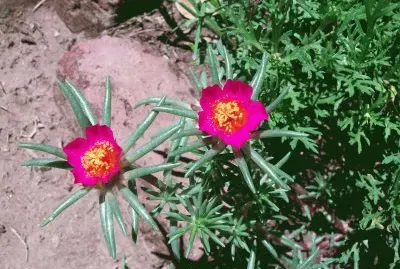 portulacas