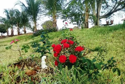 Rosas e Palmeiras