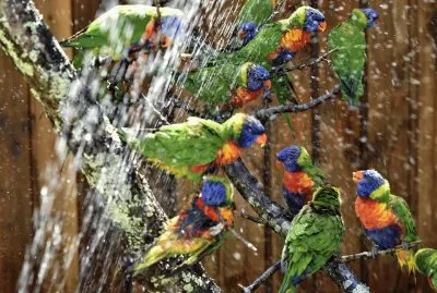 Hermosos Loritos Arcoiris Australianos