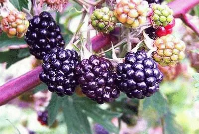 פאזל של Blackberries