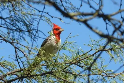 cardenal jigsaw puzzle