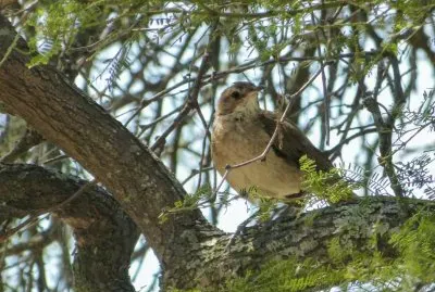 hornero jigsaw puzzle