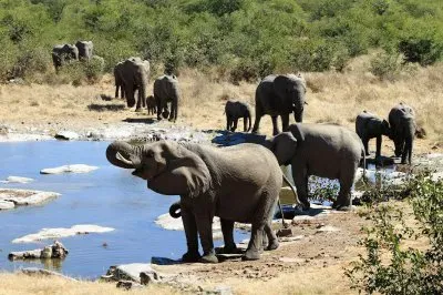 manada jigsaw puzzle
