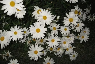 margaritas jigsaw puzzle