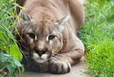 Preciosos Pumas â™¥ jigsaw puzzle