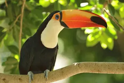 Bellos Tucanes Coloridos â™¥ jigsaw puzzle