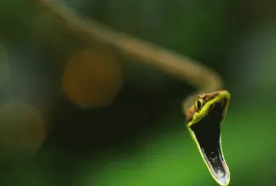 Bellas Serpientes â™¥ jigsaw puzzle